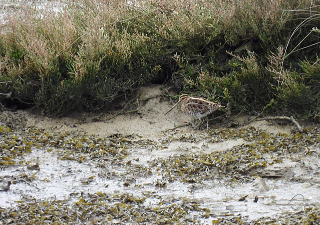 Istingor arrunta  - Juana Oyanguren