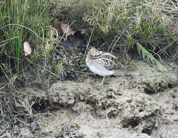 Istingor arrunta  - Juana Oyanguren