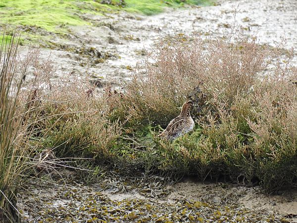 Istingor arrunta  - Juana Oyanguren