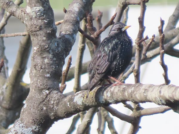 Sturnus unicolor / vulgaris  - Juana Oyanguren