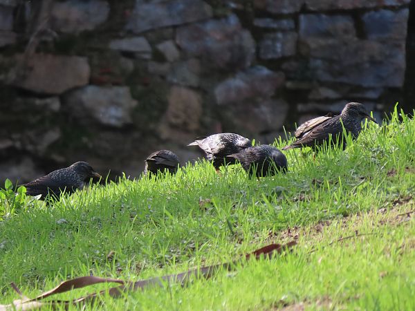 Sturnus unicolor / vulgaris  - Juana Oyanguren