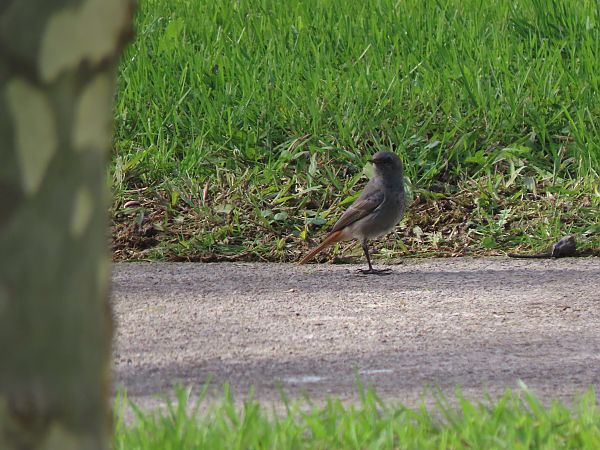Buztangorri iluna  - Juana Oyanguren