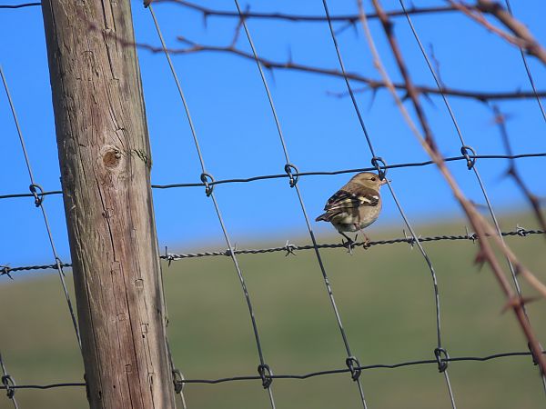 Txonta arrunta  - Juana Oyanguren