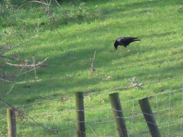 Belabeltza  - Juana Oyanguren