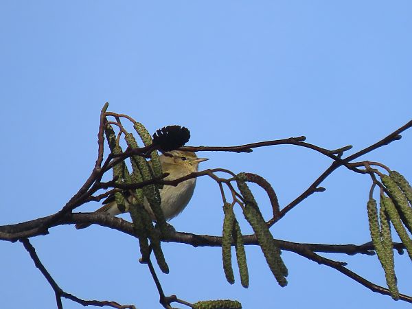 Txio arrunta  - Juana Oyanguren