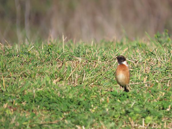 Pitxartxar burubeltza  - Juana Oyanguren