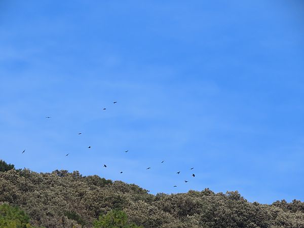 Belabeltza  - Juana Oyanguren