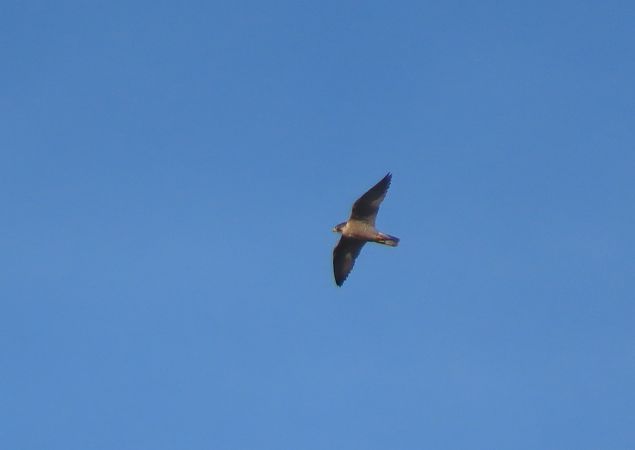 Belatz handia  - Juana Oyanguren