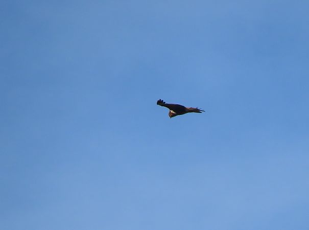 Zapelatz arrunta  - Juana Oyanguren