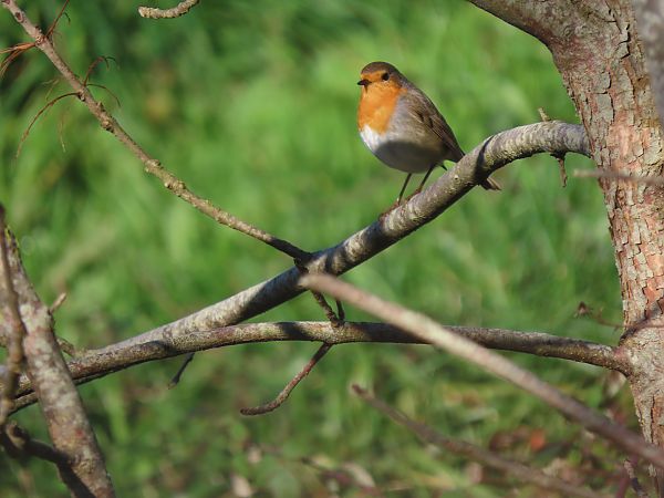 Txantxangorria  - Juana Oyanguren