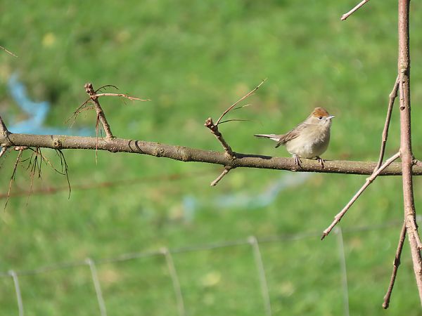Txinbo kaskabeltza  - Juana Oyanguren