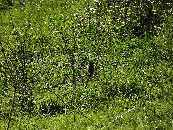 Pitxartxar burubeltza  - Juana Oyanguren