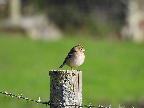 Txonta arrunta  - Juana Oyanguren