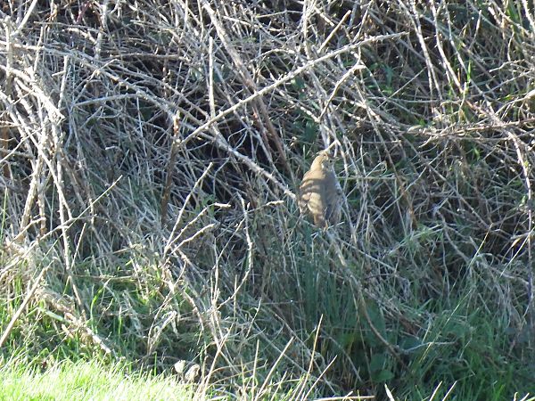 Birigarro arrunta  - Juana Oyanguren