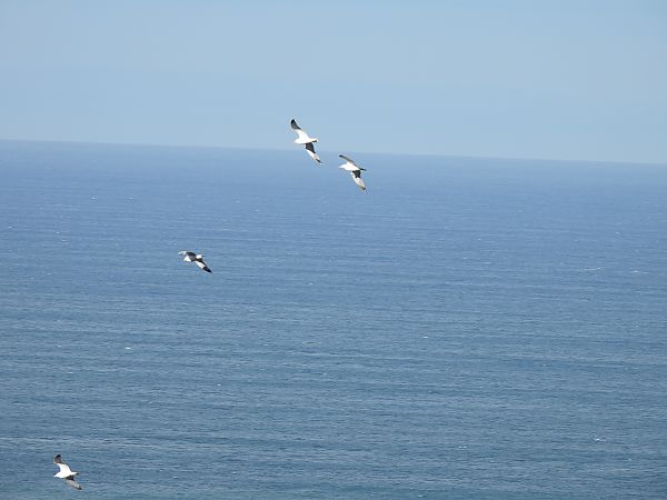 Kaio hankahoria  - Juana Oyanguren