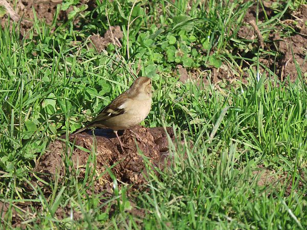 Txonta arrunta  - Juana Oyanguren