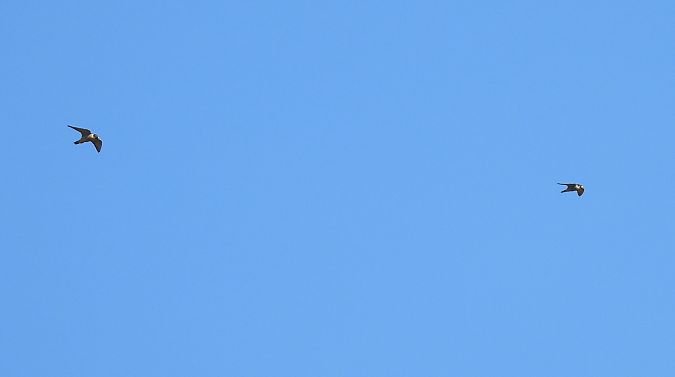 Belatz handia  - Juana Oyanguren