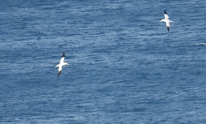 Zanga arrunta  - Juana Oyanguren