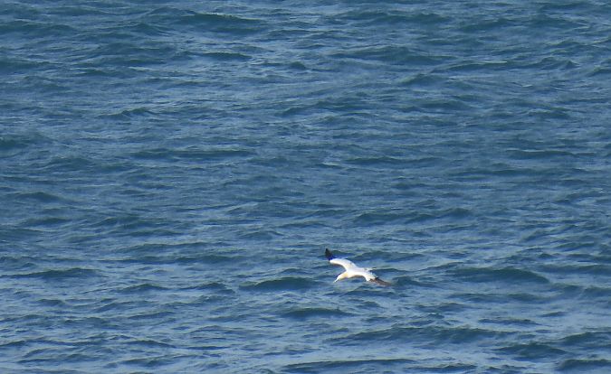 Zanga arrunta  - Juana Oyanguren