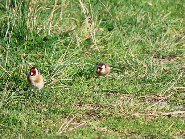Kardantxiloa  - Juana Oyanguren