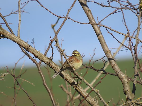 Hesi-berdantza  - Juana Oyanguren