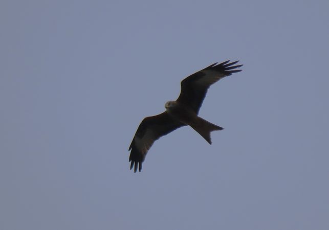 Miru gorria  - Juana Oyanguren