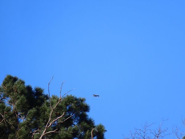 Belatz handia  - Juana Oyanguren