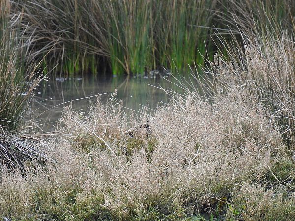 Istingor arrunta  - Juana Oyanguren