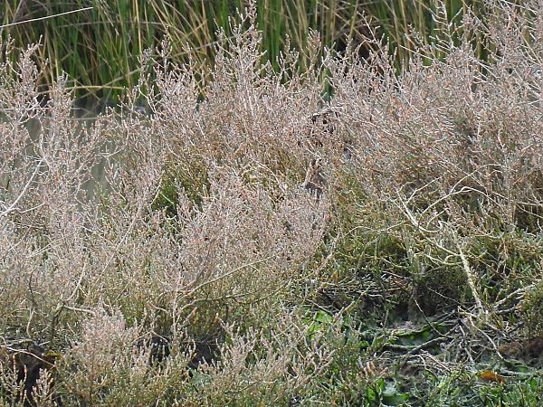 Istingor arrunta  - Juana Oyanguren