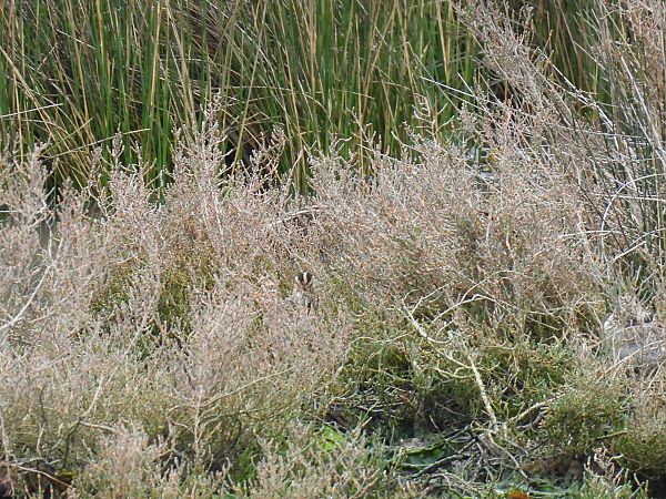 Istingor arrunta  - Juana Oyanguren