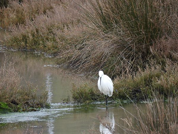 Koartzatxo txikia  - Juana Oyanguren