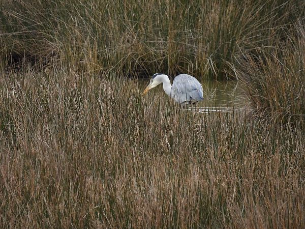 Koartza hauskara  - Juana Oyanguren