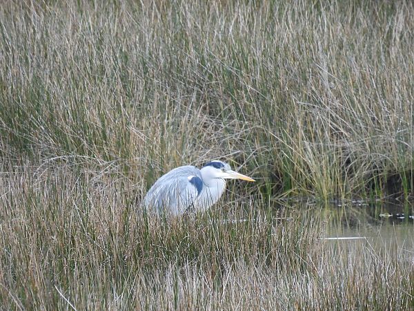 Koartza hauskara  - Juana Oyanguren