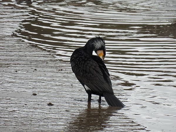 Ubarroi handia  - Juana Oyanguren