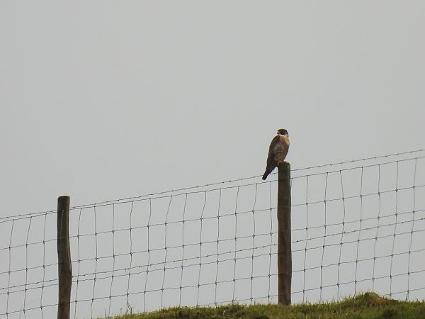 Belatz handia  - Juana Oyanguren