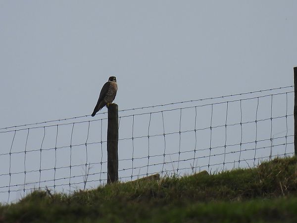 Belatz handia  - Juana Oyanguren