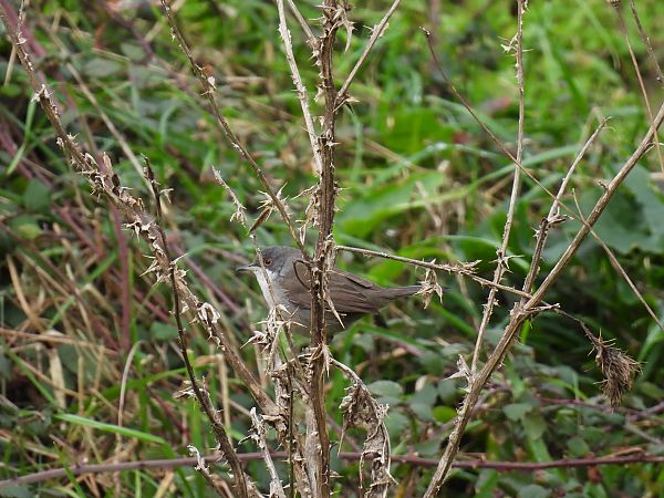 Txinbo burubeltza  - Juana Oyanguren