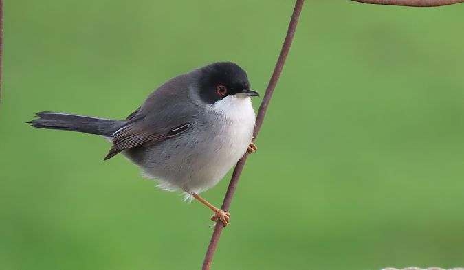 Txinbo burubeltza  - Juana Oyanguren