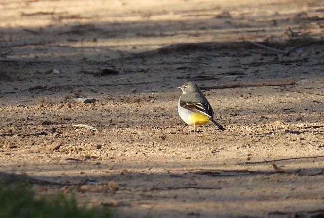 Buztanikara horia  - Juana Oyanguren