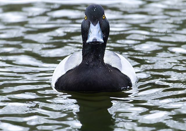 Murgilari handia  - Aimar Hernández