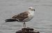 Great Black-backed Gull (Larus marinus) © Carlos García