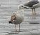 Caspian Gull (Larus cachinnans) © Carlos García
