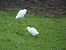 Western Cattle Egret (Ardea ibis) © Juana Oyanguren