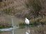 Koartzatxo txikia (Egretta garzetta) © Juana Oyanguren