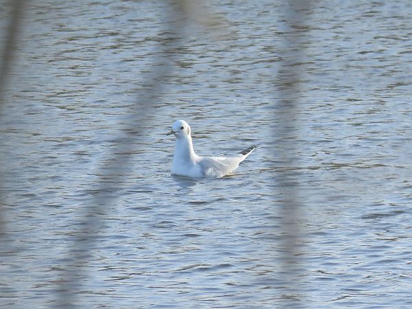 Gaviota de Bonaparte  - Alfredo Herrero