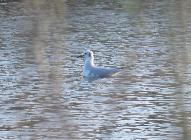 Chroicocephalus philadelphia  - Alfredo Herrero