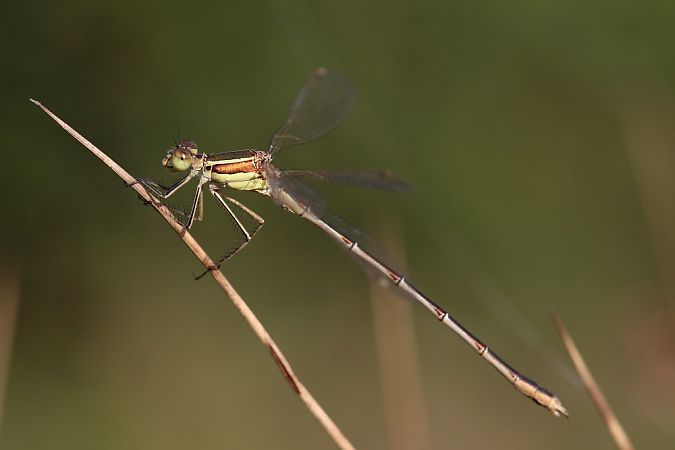 Lestes barbarus  - Iñaki Mezquita Aranburu