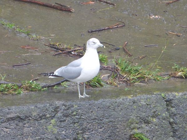 Larus delawarensis  - Serafín Alarcón
