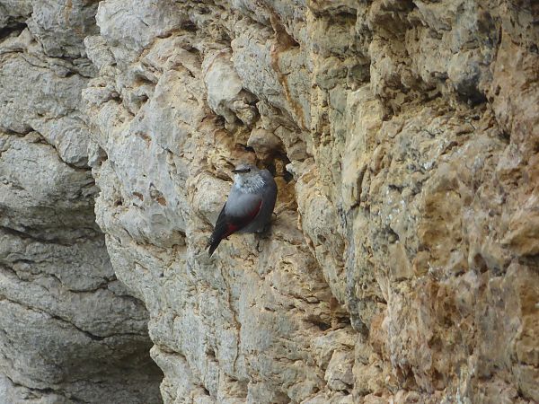 Harkaitz-txoria  - Serafín Alarcón