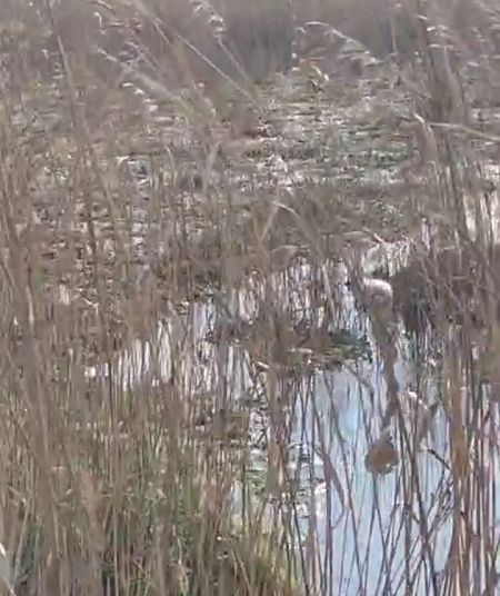 Flamenko handia  - Egile ezezaguna